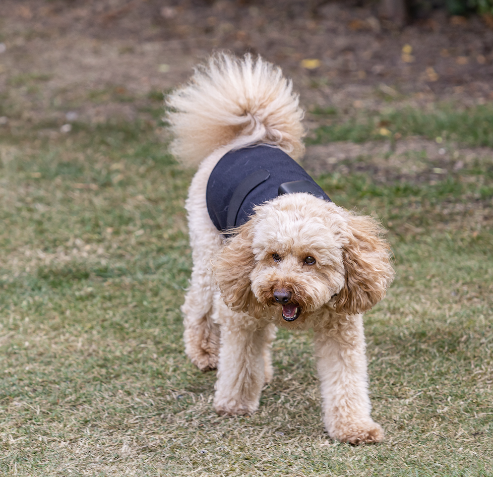 Ralph, a cockapoo, wearing the HeaLED LED Therapy Coat on a dog walk